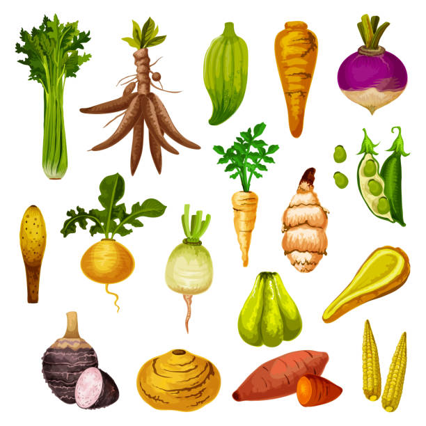 ilustraciones, imágenes clip art, dibujos animados e iconos de stock de verduras y verduras de raíz exóticas, vectores - rutabaga