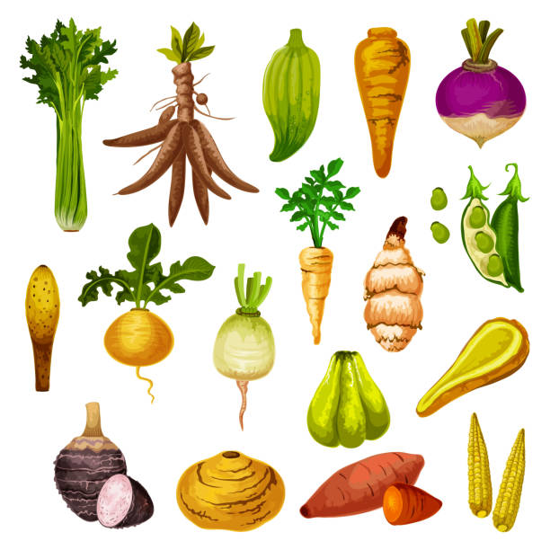 egzotyczne warzywa korzeniowe i warzywa, wektor - sweet potato stock illustrations