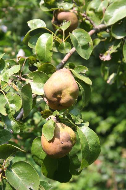istock Pear tree with many fruits in the orchard damaged by Brown Marmorated shield bug. 1176289084
