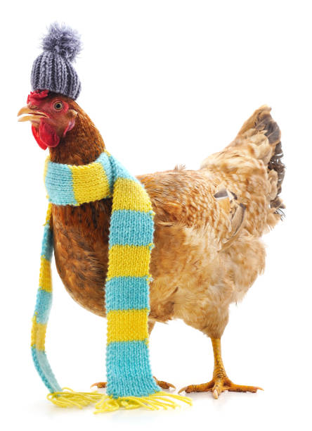 chicken in a scarf. - chicken isolated yellow young animal imagens e fotografias de stock