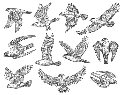 Eagle, hawk and falcon sketches with flying birds of prey. Vector predatory animals hunting or attacking in the air with spreaded wings. Falconry sport, wild nature and wildlife protection theme