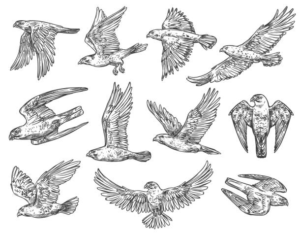 Birds of prey sketches. Eagle, falcon and hawk Eagle, hawk and falcon sketches with flying birds of prey. Vector predatory animals hunting or attacking in the air with spreaded wings. Falconry sport, wild nature and wildlife protection theme falcon bird stock illustrations