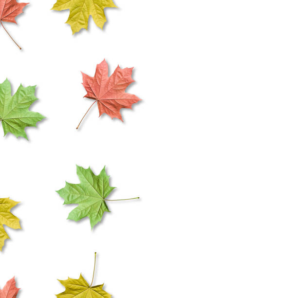 istock Fall bacground, colorful maple leaves seamless pattern. Maple leaves isolated. Copy space. 1176290735