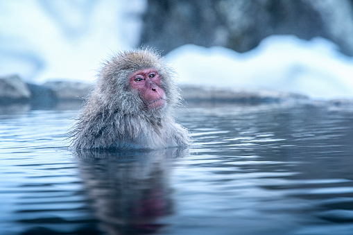 Viaje por Asia. El mono de mejillaroja está empapado en el agua para relajar el frío felizmente. Durante el invierno, Usted ve monos empapados en Hakodate es popular aguas termales. Los monos de nieve se empapan en Japón. photo