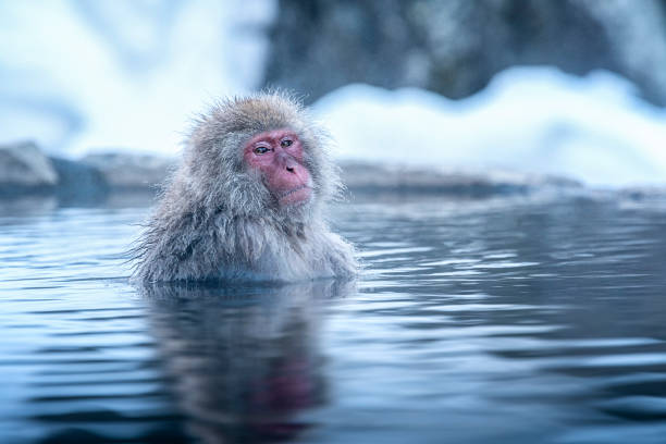 viaggia in asia. la scimmia dalle guance rosse si sta immergendo nell'acqua per rilassare felicemente il freddo. durante l'inverno, si vede scimmie ammollo a hakodate è popolare sorgente termale. le scimmie delle nevi si immergo in giappone. - primate foto e immagini stock