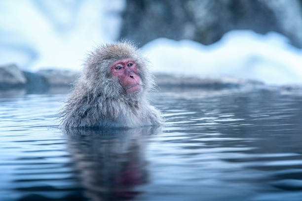アジア旅行。赤い頬のサルは、楽しく寒さをリラックスさせるために水に浸っています。冬には函館に浸かるサルが人気の温泉です。日本にはスノーモンキーが浸る。 - 温泉 ストックフォトと画像