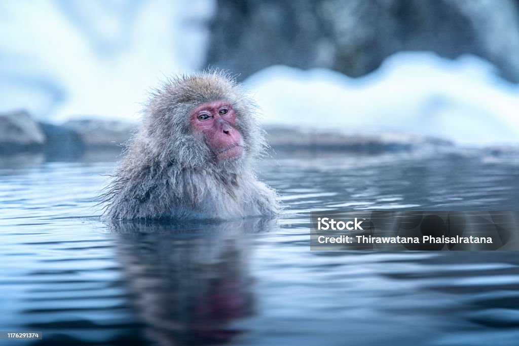 Travel Asia The Redcheeked Monkey Is Soaking In The Water To Relax The Cold Happily During Winter You See Monkeys Soaking At Hakodate Is Popular Hot Spring The Snow Monkeys Soak In Travel Asia The Redcheeked Monkey Is Soaking In The Water To Relax The Cold Happily During Winter You See Monkeys Soaking At Hakodate Is Popular Hot Spring The Snow Monkeys Soak In