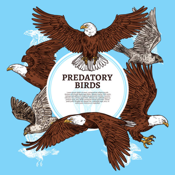 Predatory birds, sketch eagle or falcon Eagles, falcons and predatory birds. Vector sketch vultures and hawks birds of prey and or bald eagle, falconry or falcon hunt saker stock illustrations