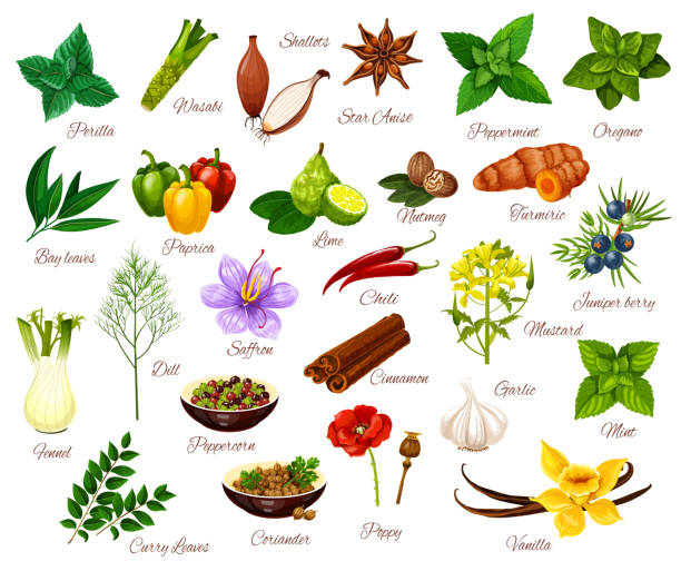 ilustrações, clipart, desenhos animados e ícones de temperos, temperos e legumes culinários - herb cooking garlic mint