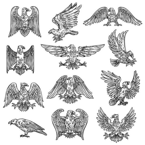 Heraldic sketch gothic eagle hawk icons Eeagles herladic sketch icons. Vector gothic heraldry bird design, coat of arms and royal shield symbol or tattoo eagle fly with spread wings and claws eagle bird illustrations stock illustrations
