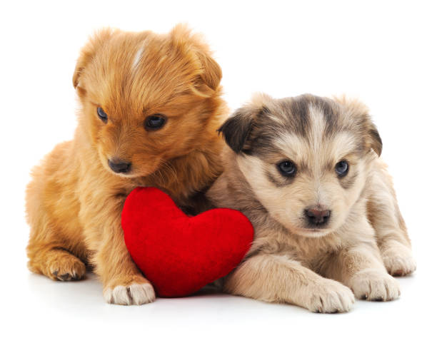 istock Two puppies and heart. 1176292154