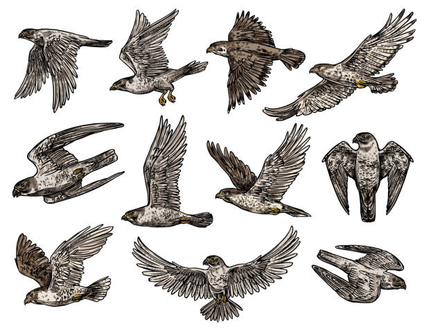 ilustraciones, imágenes clip art, dibujos animados e iconos de stock de pájaro halcón y águila, halcón aislado y buitre - lanzarse al suelo
