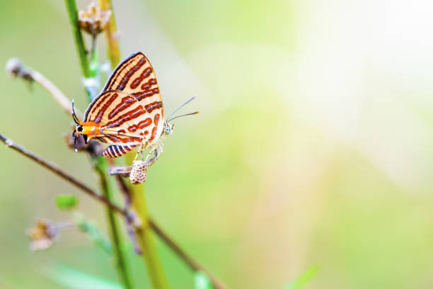 Close up Cigaritis Syama beautiful butterfly with white orange red pattern perching use leg to hook ovary or pupa, Insect nest and propagation of animal in garden on green nature sunlight background