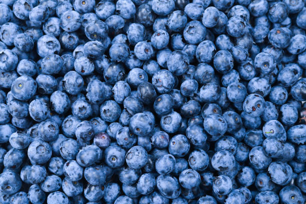 istock Fresh blueberry background. Texture blueberry berries close up. 1176293645