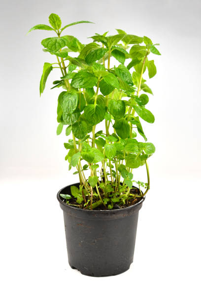 istock Fresh mint in a pot isolated on white background. 1176293660