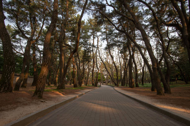 istock Pedestrian path in pine wood and sun rays, South Korea 1176293869