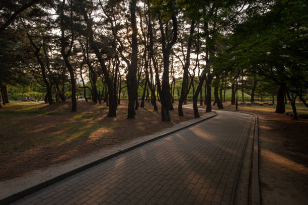 istock Pedestrian path in pine wood and sun rays, South Korea 1176293876