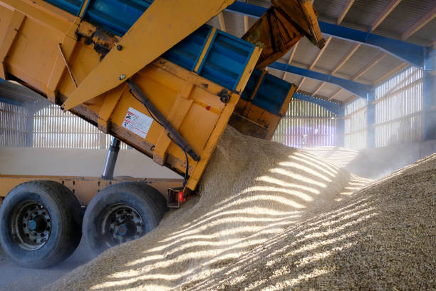 Freshly cut barley crop being unloaded into a sunlit barn