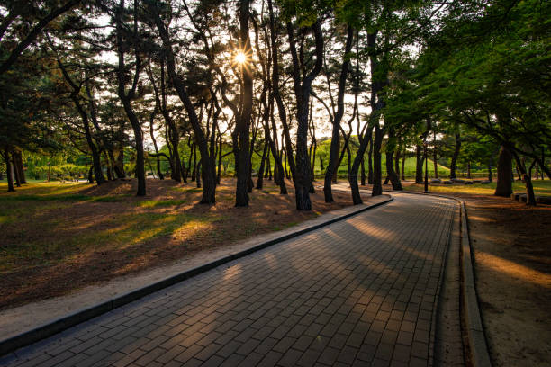 istock Pedestrian path in pine wood and sun rays, South Korea 1176294517