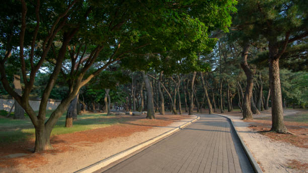 istock Pedestrian path in pine wood and sun rays, South Korea 1176294695