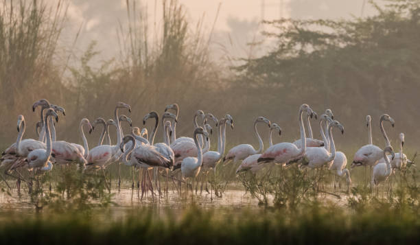 istock Greater Flamingo Bird watching 1176294847