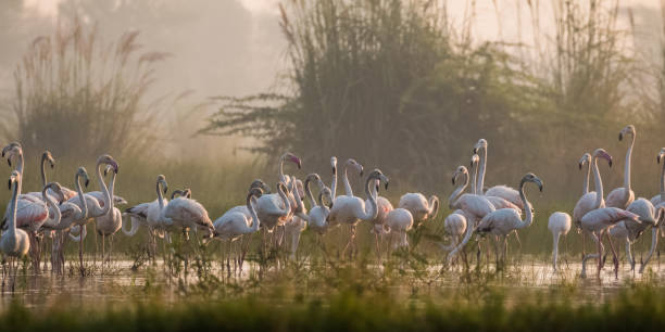 istock Greater Flamingo Bird watching 1176294888