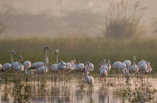 istock Greater Flamingo Bird watching 1176294941