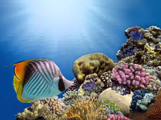 istock Coral Reef and Tropical Fish in Sunlight 1176294997