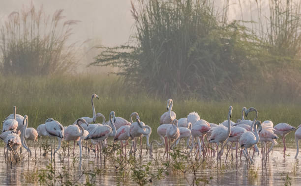 istock Greater Flamingo Bird watching 1176295014