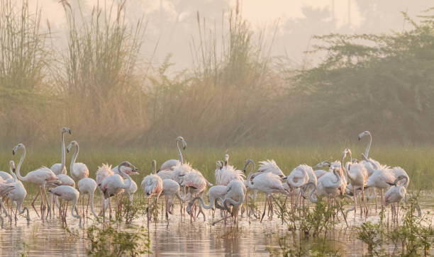 istock Greater Flamingo Bird watching 1176295175