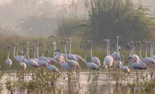 istock Greater Flamingo Bird watching 1176295763