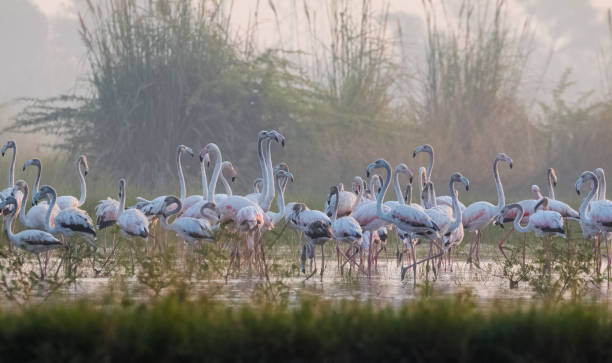 istock Greater Flamingo Bird watching 1176295764