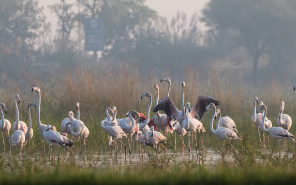 istock Greater Flamingo Bird watching 1176295790