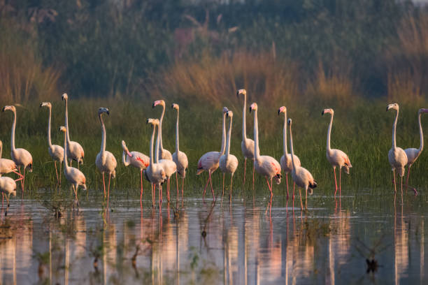 istock Greater Flamingo Bird watching 1176295791