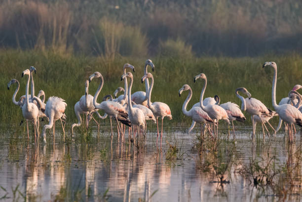 istock Greater Flamingo Bird watching 1176295848