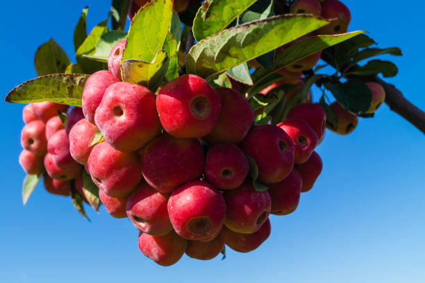istock Ornamental apple or wood apple 1176295856