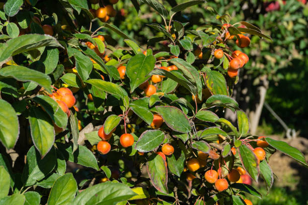 istock Ornamental apple or wood apple 1176295890