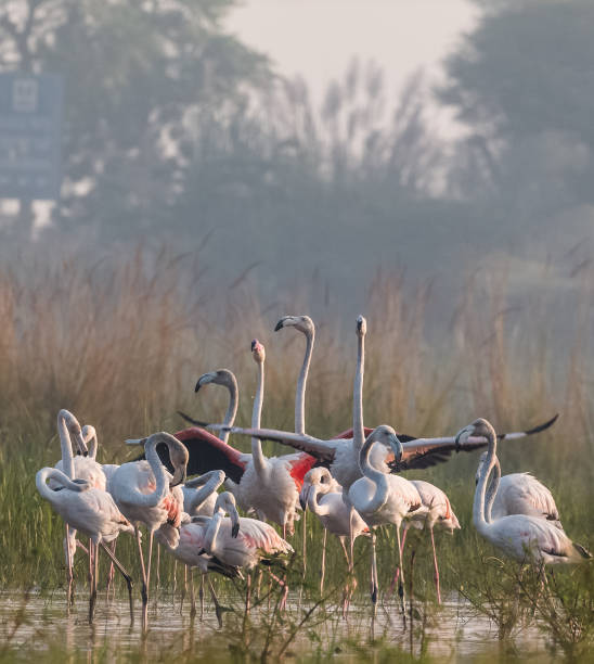Greater Flamingo Bird watching