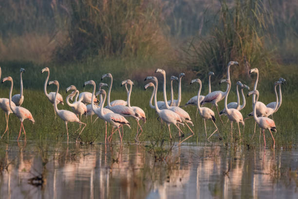 istock Greater Flamingo Bird watching 1176295918