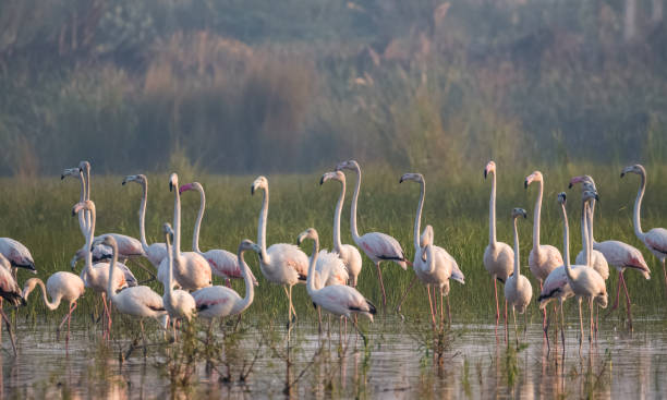 istock Greater Flamingo Bird watching 1176295920