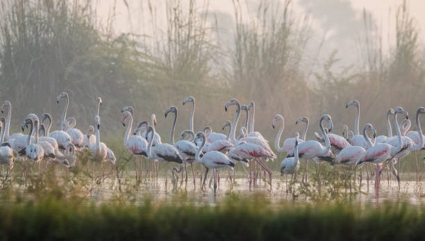 istock Greater Flamingo Bird watching 1176295935