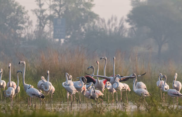 istock Greater Flamingo Bird watching 1176296061