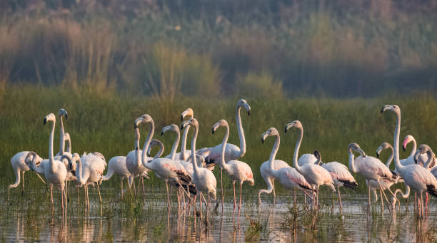 istock Greater Flamingo Bird watching 1176296104