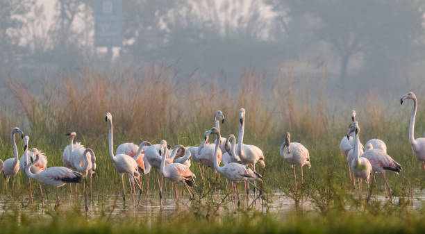 istock Greater Flamingo Bird watching 1176296112