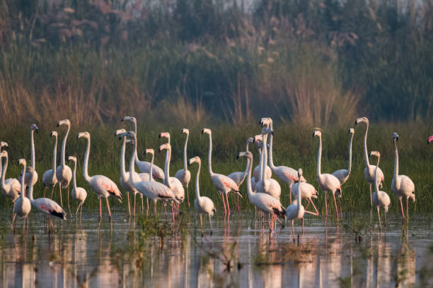 istock Greater Flamingo Bird watching 1176296165