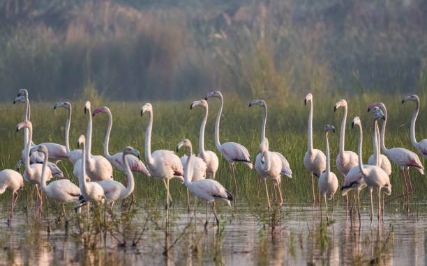istock Greater Flamingo Bird watching 1176296178