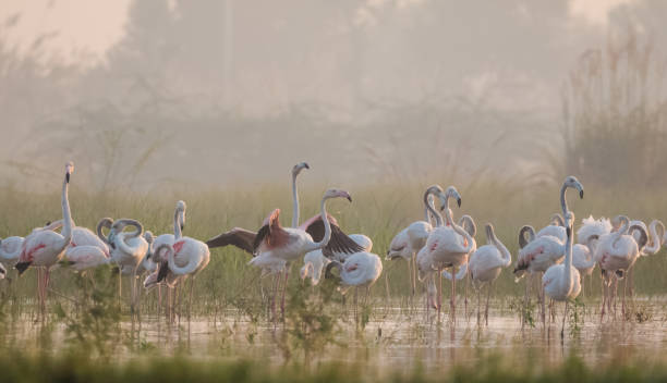 istock Greater Flamingo Bird watching 1176296234