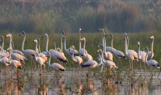 istock Greater Flamingo Bird watching 1176296253
