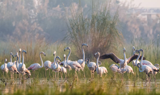istock Greater Flamingo Bird watching 1176296333