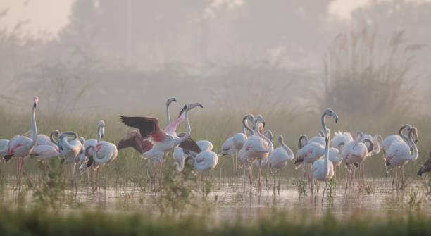 istock Greater Flamingo Bird watching 1176296868
